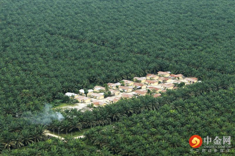 2021-12-28T044704Z_1_LYNXMPEHBR03D_RTROPTP_3_INDONESIA-PALMOIL-PLANTATIONS.jpg 2021-12-28T044704Z_1_LYNXMPEHBR03D_RTROPTP_3_INDONESIA-PALMOIL-PLANTATIONS.jpg